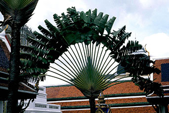 Bangkok