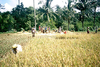Bali