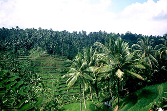 Bali