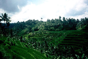 Bali