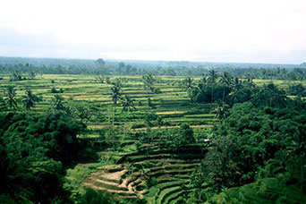 Bali