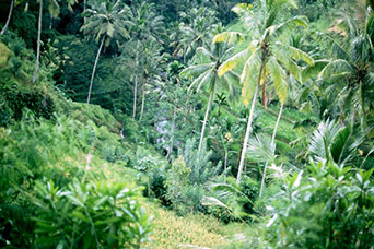 Bali
