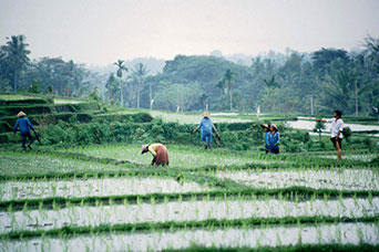Bali