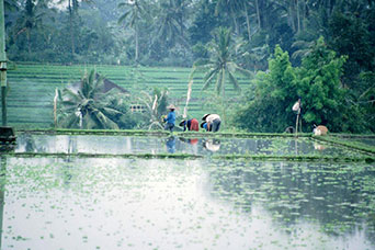 Bali