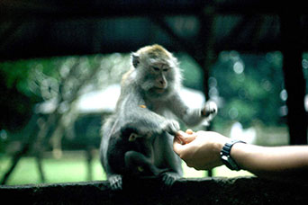 Bali