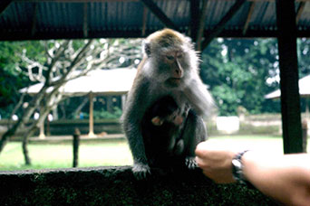 Bali