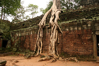Cambogia
