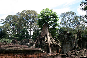 Cambogia