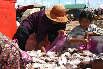 Cambogia