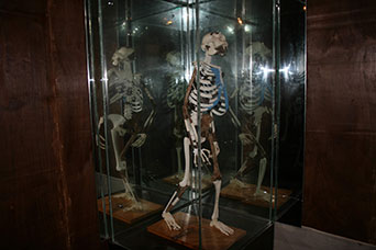 Etiopia (Dancalia)