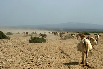 Etiopia (Dancalia)