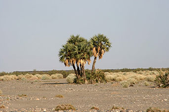 Etiopia (Dancalia)