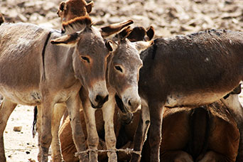 Etiopia (Dancalia)