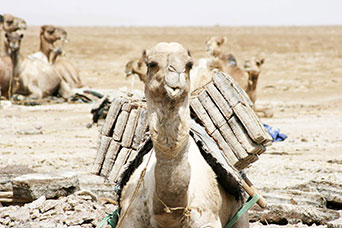 Etiopia (Dancalia)