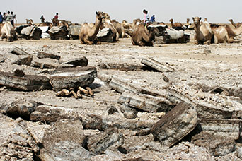 Etiopia (Dancalia)