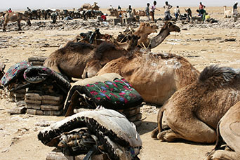 Etiopia (Dancalia)