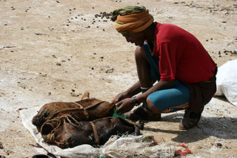 Etiopia (Dancalia)
