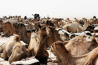 Etiopia (Dancalia)