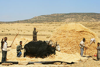 Etiopia (Dancalia)