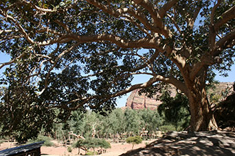 Etiopia (Dancalia)