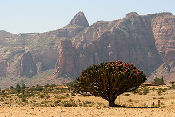 Etiopia (Dancalia)
