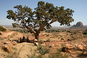 Etiopia (Dancalia)