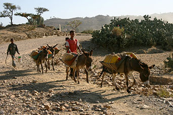 Etiopia (Dancalia)
