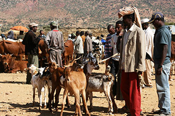 Etiopia (Dancalia)