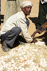 Etiopia (Dancalia)