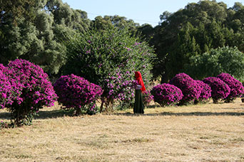 Etiopia (Dancalia)