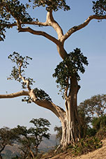 Etiopia (Dancalia)
