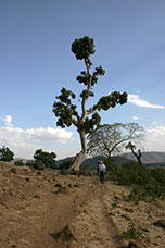 Etiopia (Dancalia)