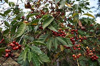 Etiopia (Dancalia)