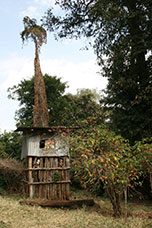Etiopia (Dancalia)