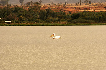 Etiopia (Dancalia)