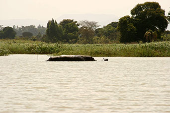 Etiopia (Dancalia)