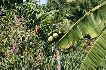 Etiopia (Dancalia)