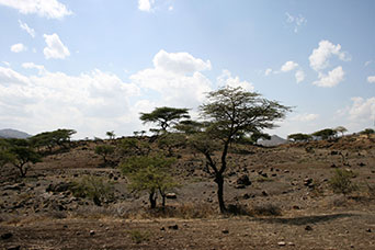 Etiopia (Dancalia)