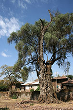 Etiopia (Dancalia)