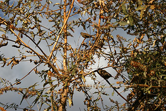 Etiopia (Dancalia)