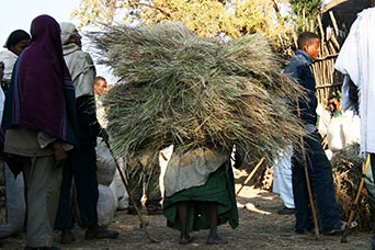 Etiopia (Dancalia)