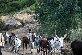 Etiopia (Dancalia)