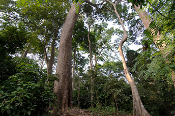 Ghana