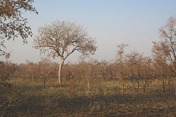 Ghana
