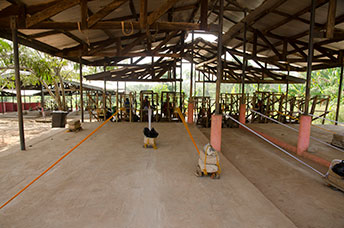 Ghana