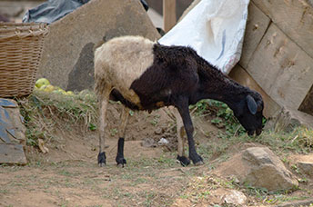 Ghana