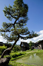 Giappone