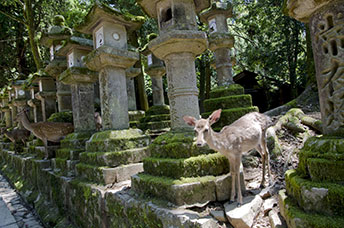 Giappone