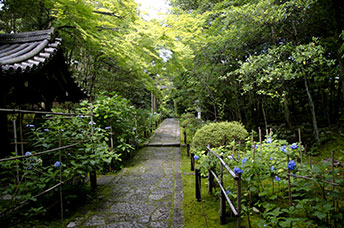 Giappone