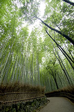 Giappone